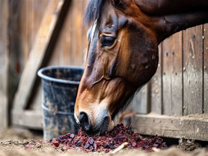 Should I feed my horse beet pulp?