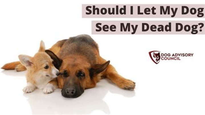Should I let my dog kill a rat?