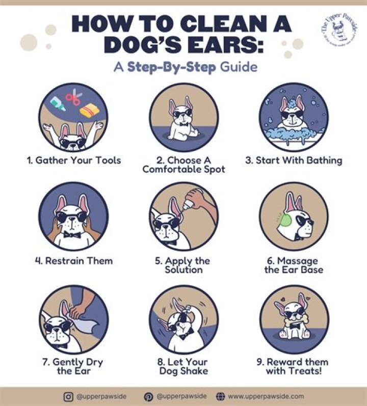 Should you clean dog's ears?