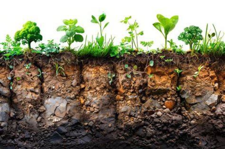 Soil