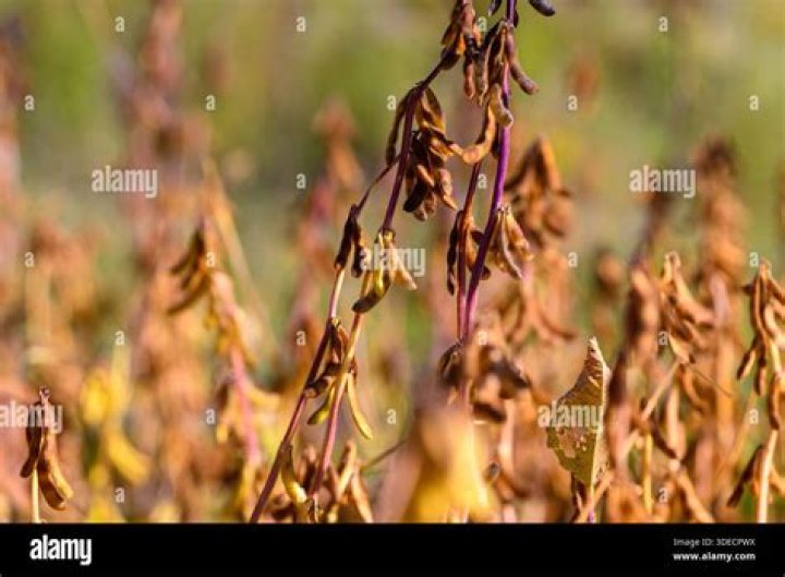 Soybean casing