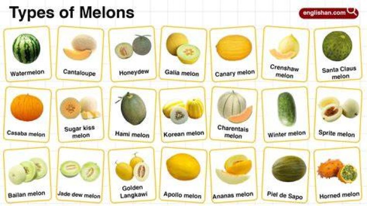 Type of melon with smooth green or yellow rind Crossword Clue Codycross Answer