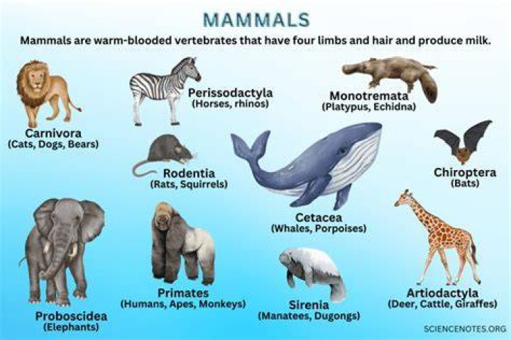 USA Today The only mammals that fly Crossword Clue Answer With 4 letters - News