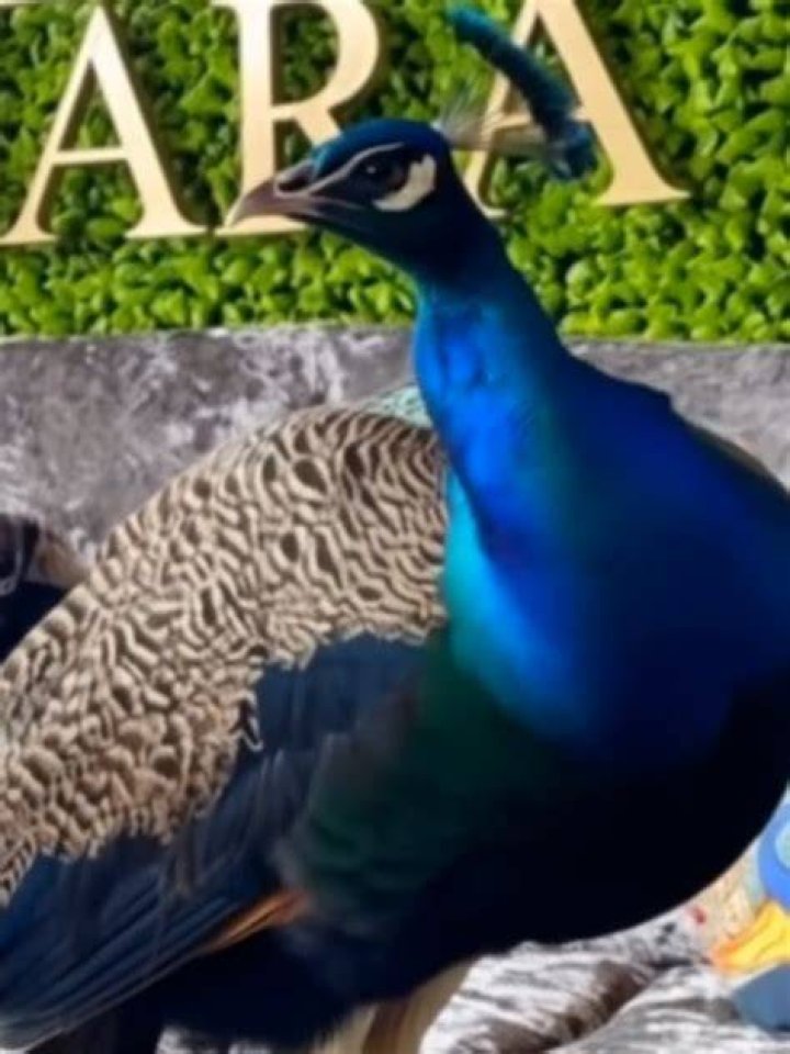Walk like a proud peacock Daily Themed Crossword Clue - News
