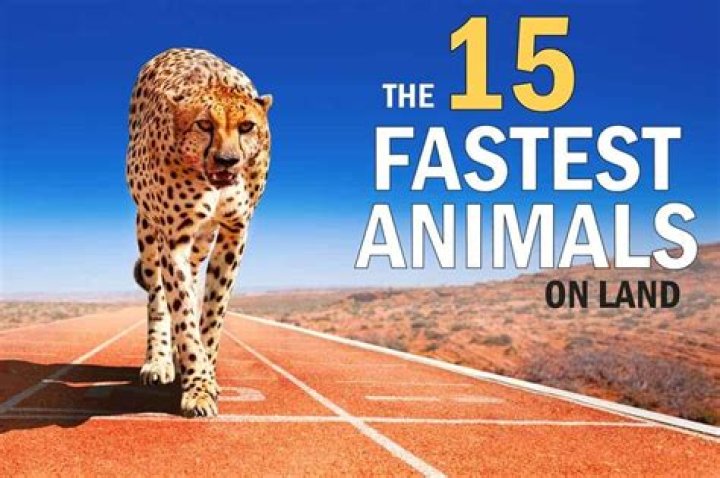 What's the world's fastest animal?
