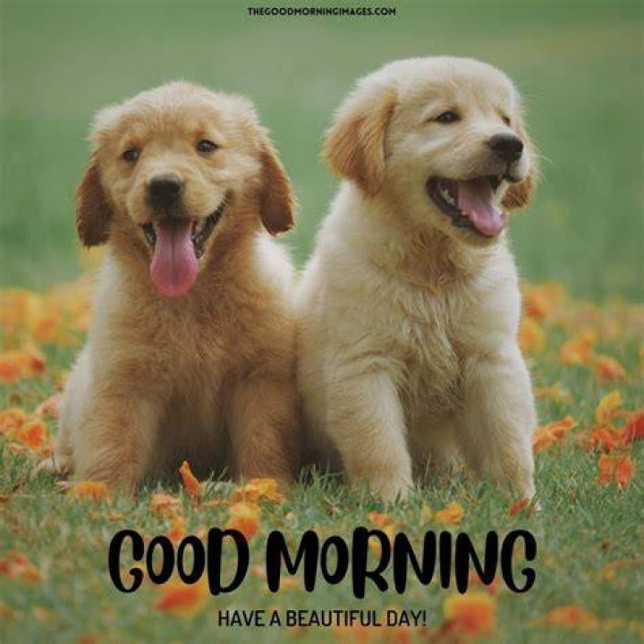 What a cute puppy!