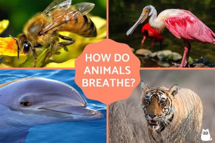 What all animals breathe