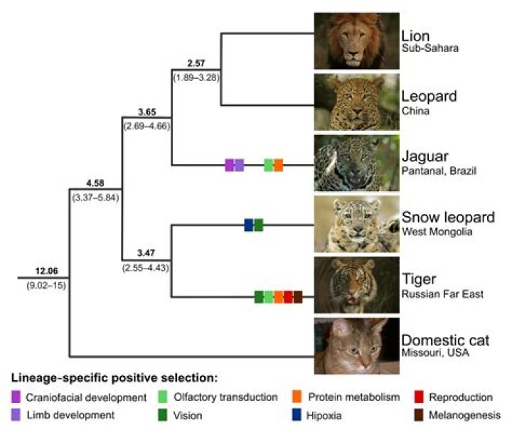 What are cats closest ancestor?