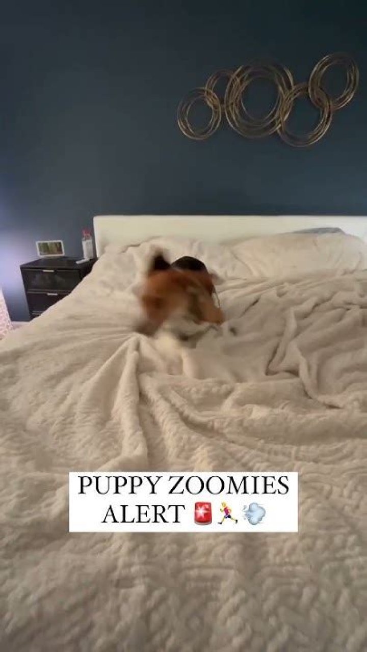 What are puppy Zoomies?