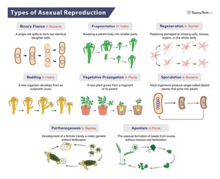 What are the evolutionary disadvantages of asexual reproduction?