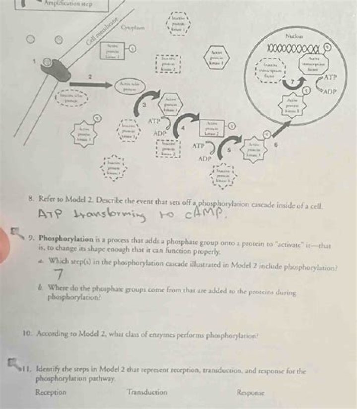 What class of enzymes performs phosphorylation?