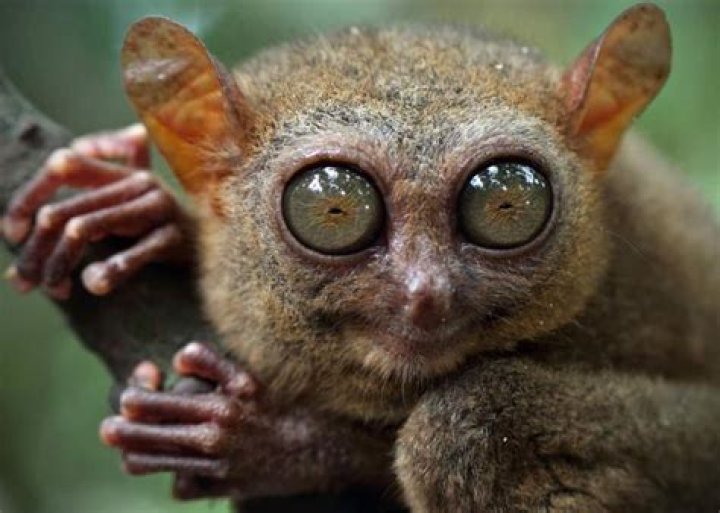 What creature has the most eyes?
