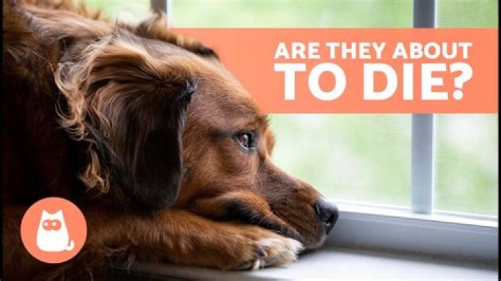 What do dogs do when they don't feel good?