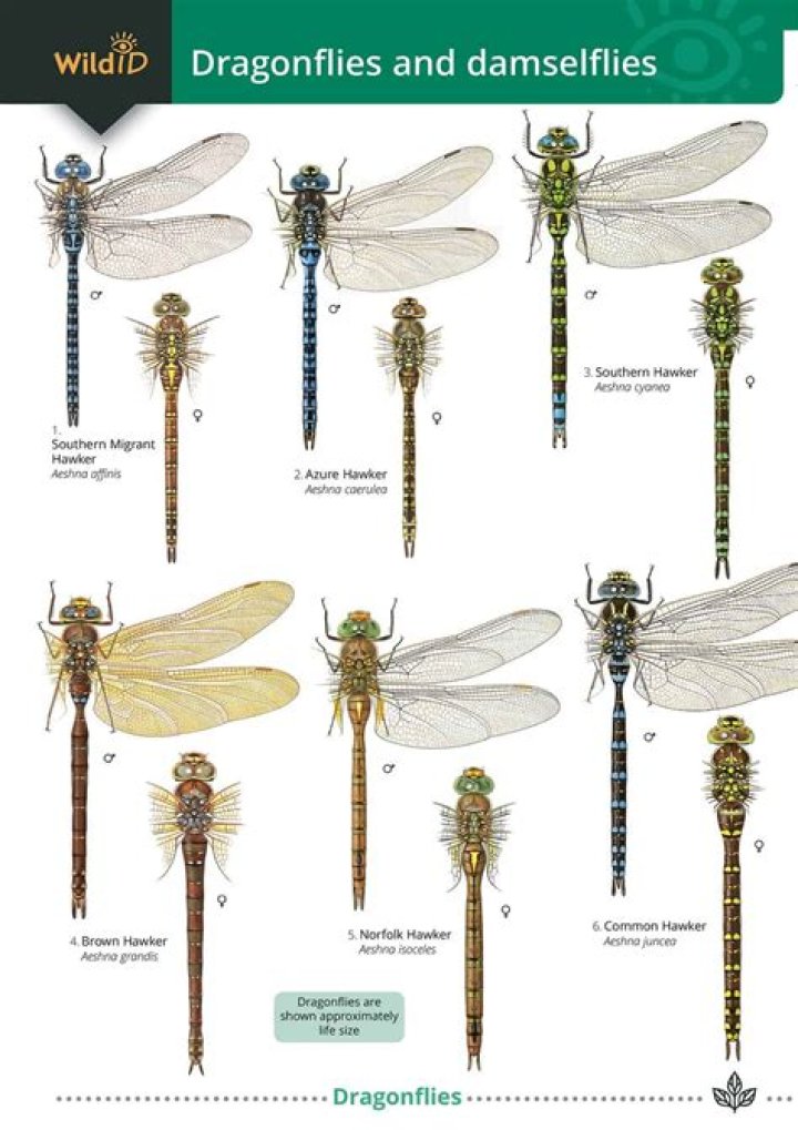 What do dragonflies do at night?