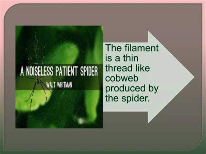 What does the spider symbolize in A Noiseless Patient Spider?