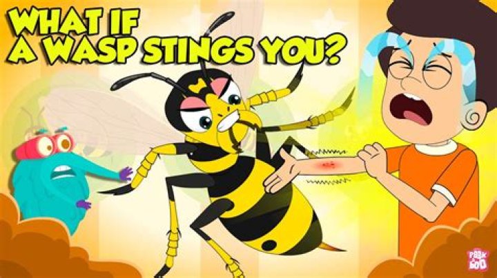 What essential oil do you put on a wasp sting?