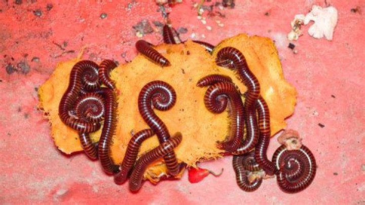 What food do millipedes eat?