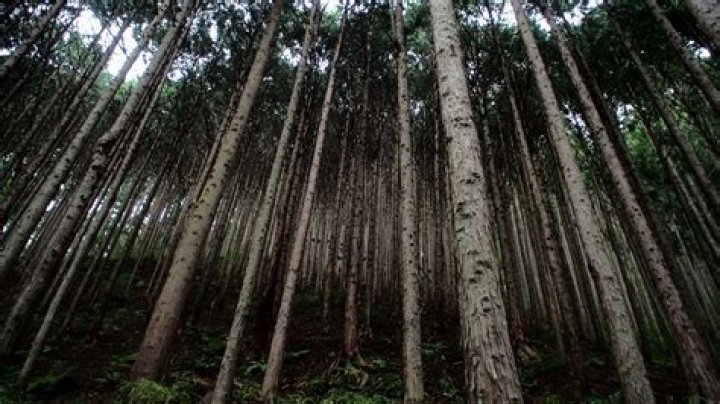 What forests are in Japan?