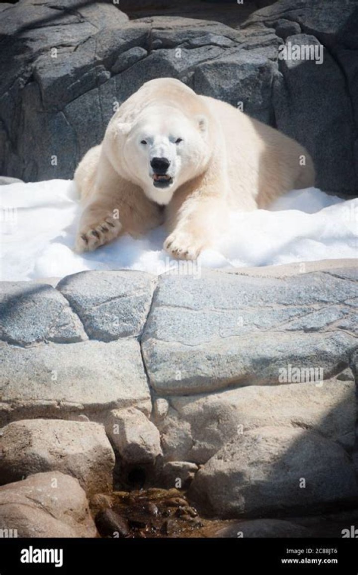 What happened to SeaWorld Orlando polar bear?