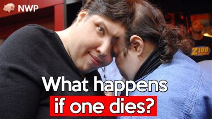 What happens when a bird partner dies?