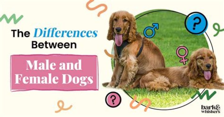 What is cheaper male or female dog?