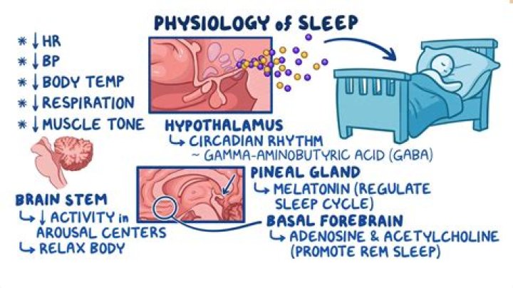 What is physiological 3rd stage?
