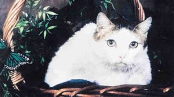 What is the age of the oldest cat?