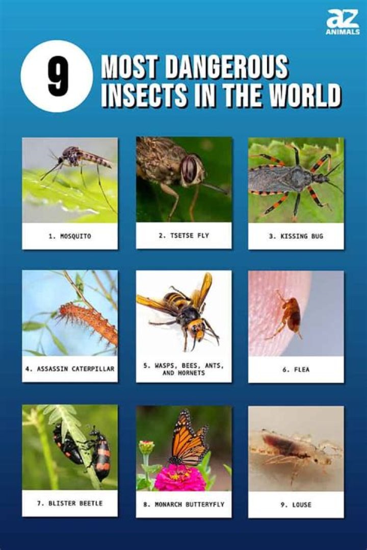 What is the deadliest wasp?