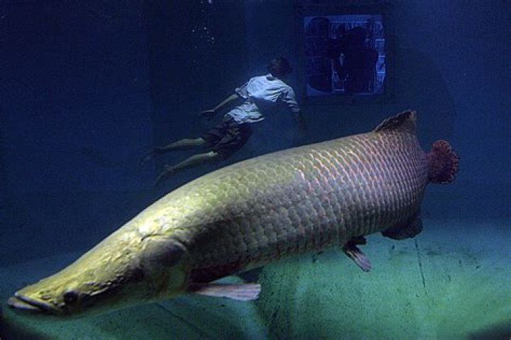 What is the meanest fish?