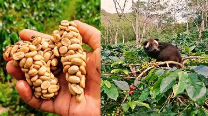 What is the most expensive coffee in the world?