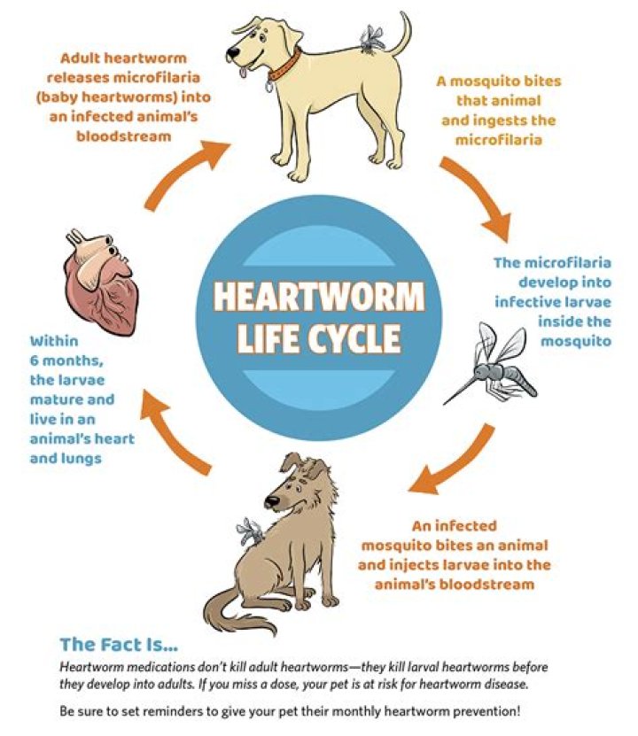 What is the safest heartworm medicine for dogs?