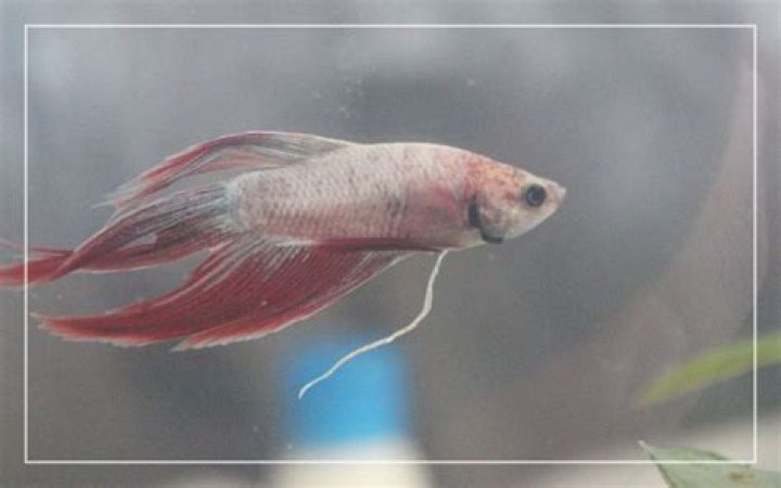 What is the white string hanging from my fish?