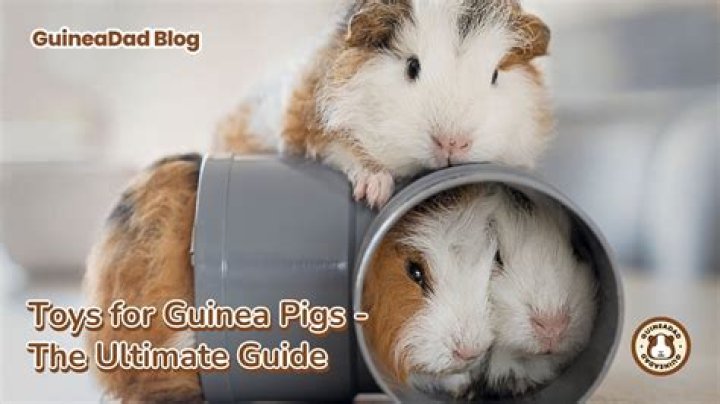 What kind of toys can guinea pigs play with?