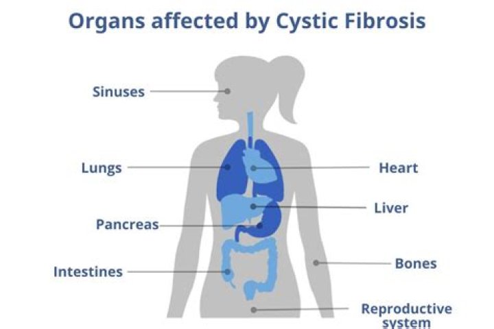 What organs are affected by thoracic spine?