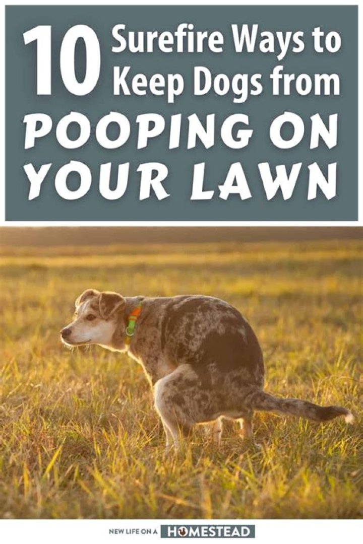 What scent will keep dogs from pooping in my yard?