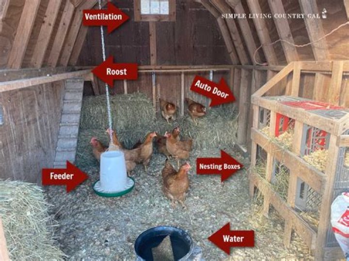 What to give chickens to play with?