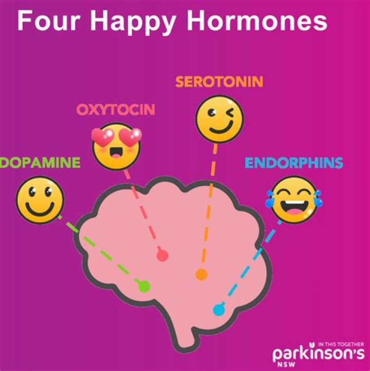 Where are happy hormones made?