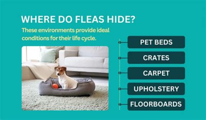 Where do fleas hide in mattress?