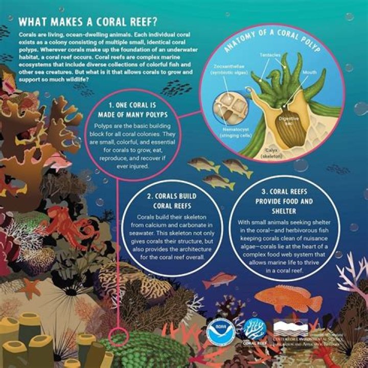 Where is coral still healthy?