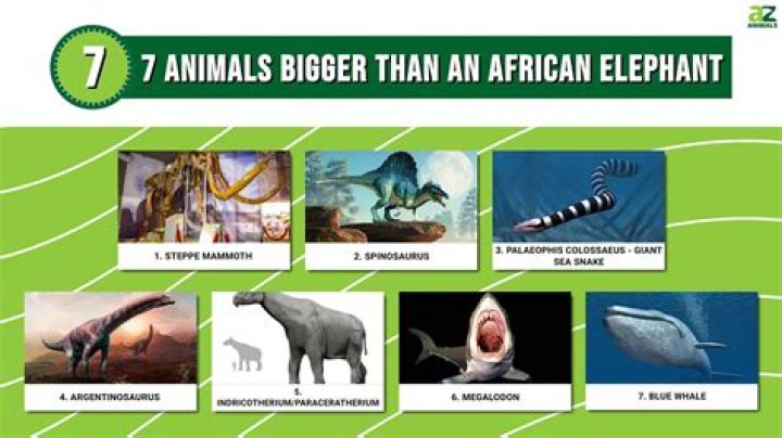 Which ant is bigger than an elephant?