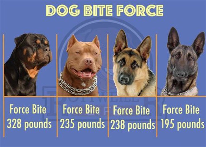 Which dog has the hardest bite?