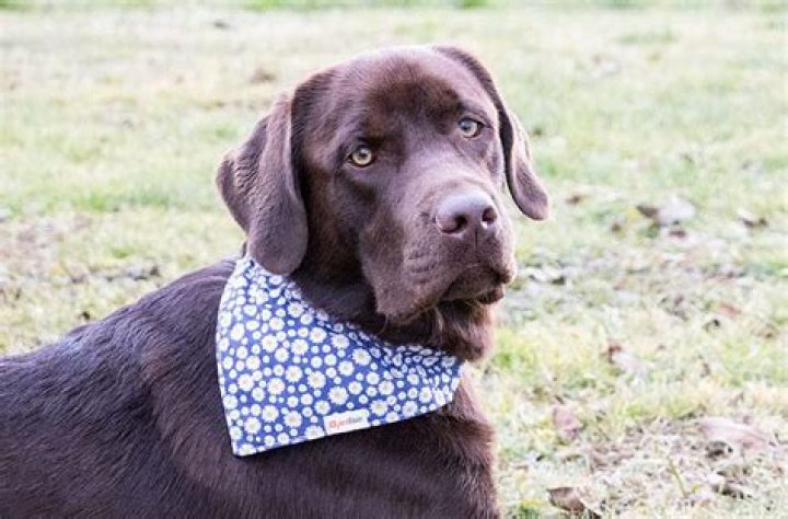 Which dogs eat the most?