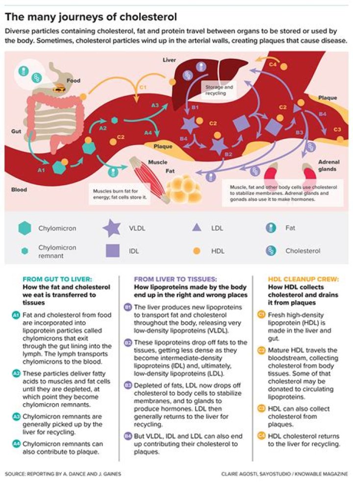 Which organ is affected by high cholesterol?
