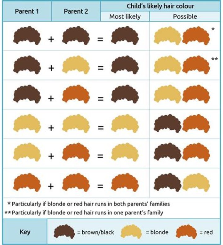 Who do babies get their hair color from?