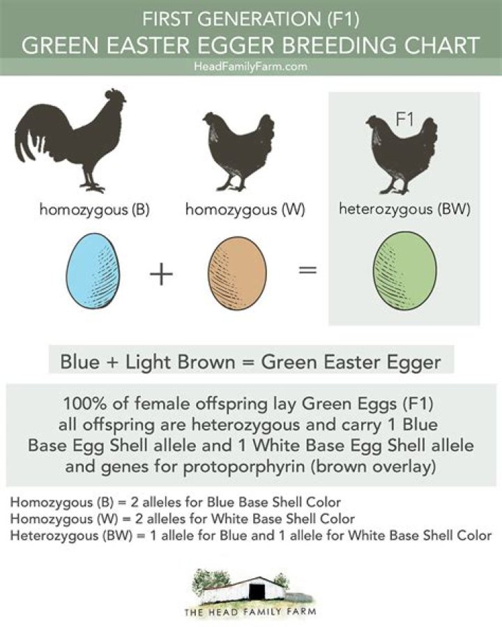 Who lays green eggs?