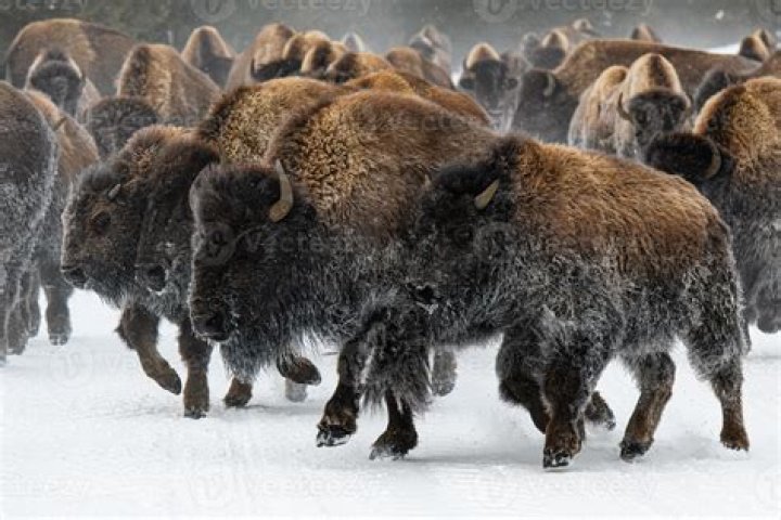 Who owns the largest buffalo herd in America?