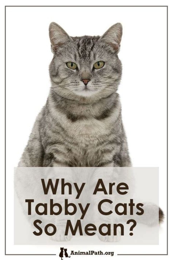 Why are tabby cats so mean?