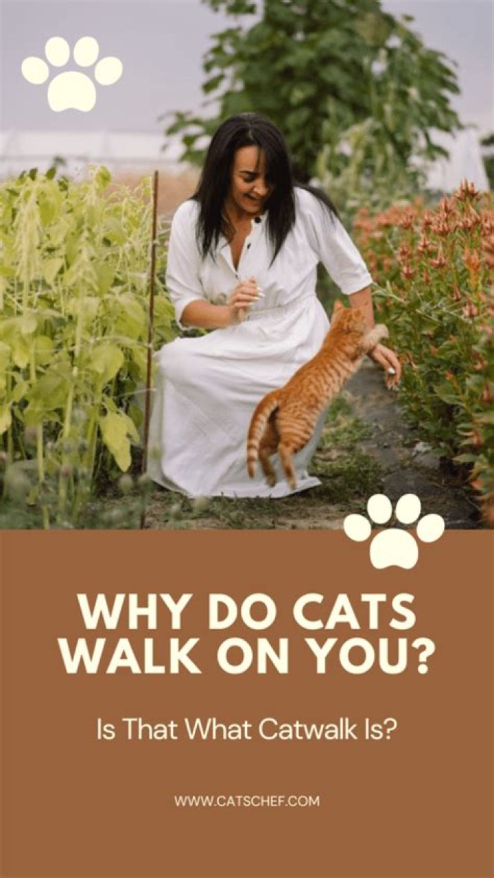 Why do cats walk over you?