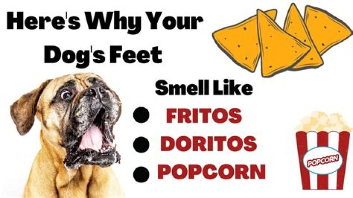 Why do dogs smell like Fritos?