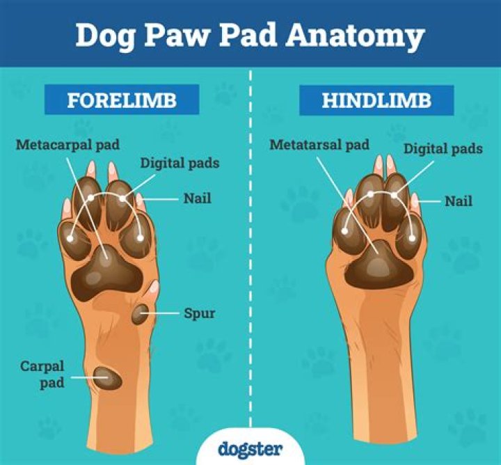 Why do dogs stand with one paw up?